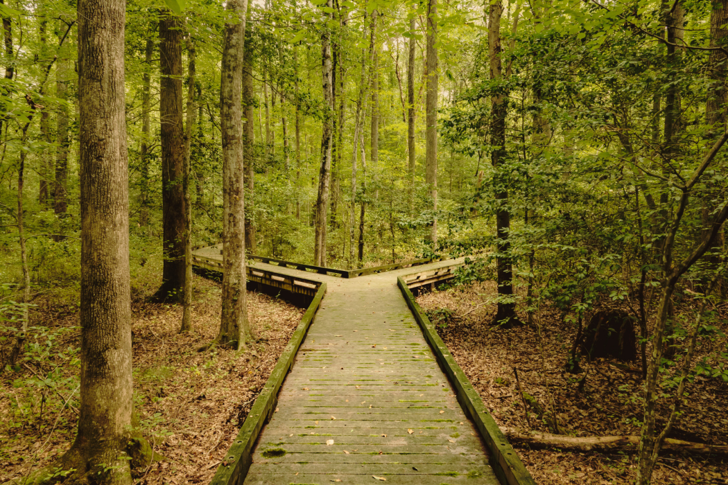 A wooden walkway winds through a dense forest, surrounded by tall trees with green foliage. The path diverges into two directions at a fork, inviting choices of exploration. The ground is covered with